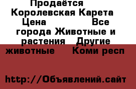 Продаётся!     Королевская Карета › Цена ­ 300 000 - Все города Животные и растения » Другие животные   . Коми респ.